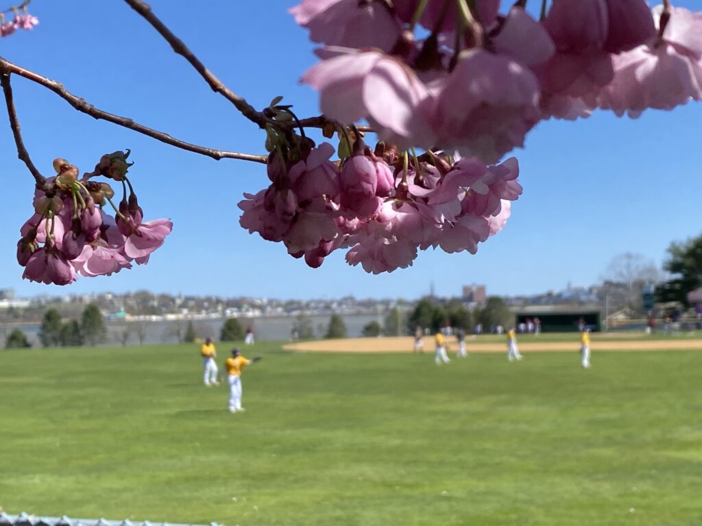 view of baseball field on sunny day